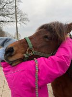 Tensegrales Training und Osteopathie für Pferde Niedersachsen - Reinstorf Vorschau