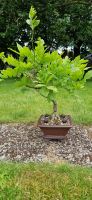 Blauregen-Bonsai Niedersachsen - Vechta Vorschau