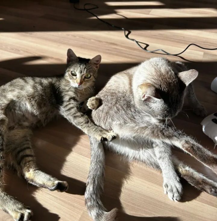 Nala & Phoebe Mama und Tochter suchen ein gemeinsames Zuhause(V) in München