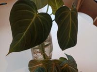 Philodendron Glorious (Melanochrysum x Gloriosum) Hannover - Mitte Vorschau