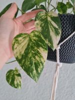 Kopfsteckling Epipremnum aureum - panaschierte Efeutute / Pothos Nordrhein-Westfalen - Mülheim (Ruhr) Vorschau