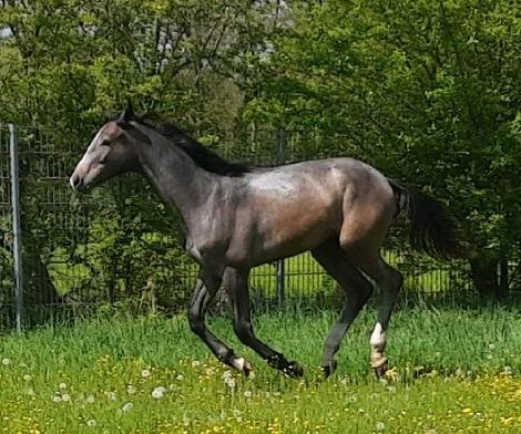 Hengst Jährling Deutsches Sportpferd Schimmel in Markranstädt