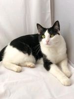 Katze Emma schwarz weiß vermisst!! Niedersachsen - Nienhagen Vorschau
