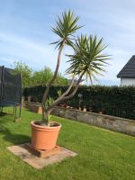 Yucca Palme XXL ca. 4 Meter Nordrhein-Westfalen - Bad Wünnenberg Vorschau