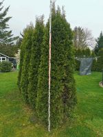 Heck Smaragd Thuja ca 2,8m hoch Brandenburg - Zossen-Dabendorf Vorschau