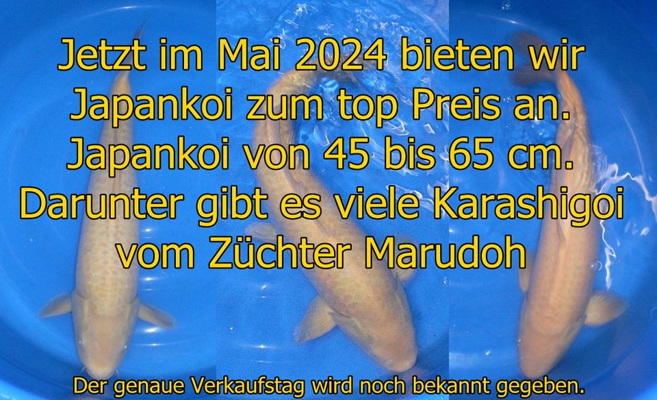 Neue Japankoi Mix 24 bis 27 cm jetzt bei Oldenburg - Koi in Edewecht