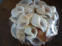 Korb MUSCHELN *neu Dekoration Haus Garten Sommer DEKO Urlaub Baden-Württemberg - Traubenmühle Vorschau