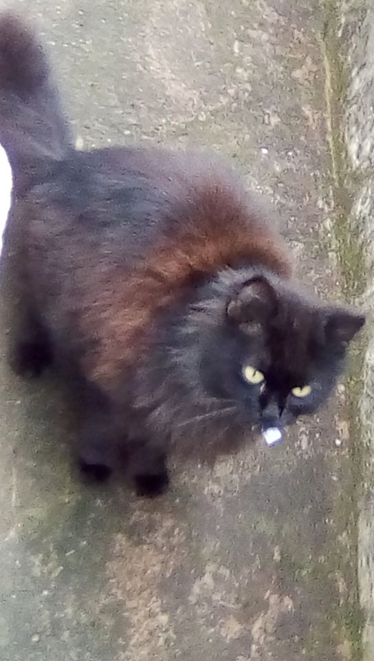 Langhaar-Katze weiblich in Nußbach