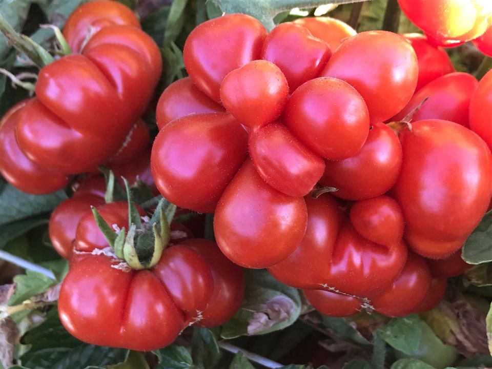 Reisetomate  10 Bio Tomatensamen in Leipzig