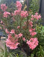 Oleander Pflanze lachsfarben rosa ca.80 cm groß Thüringen - Gotha Vorschau