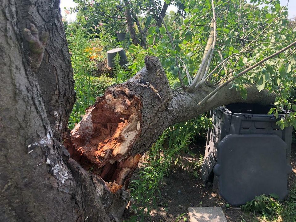 Baumfällung  Baum fällen  Problemfällung  Rodung  Fällung in Berlin