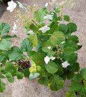 Kletterhortensie, Kletterpflanzen Hydrangea petiolaris Niedersachsen - Großefehn Vorschau