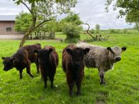 Junge Galloways Schleswig-Holstein - Neuwittenbek Vorschau