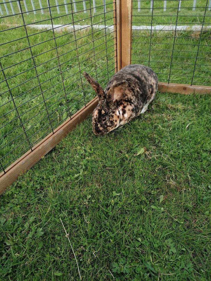 Rexkaninchen Königsmantel in Grimma