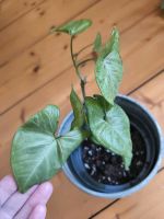 Syngonium confetti tricolor Zimmerpflanze Nordrhein-Westfalen - Herne Vorschau