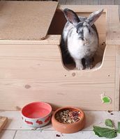 Buddelkiste für Kaninchen indoor Nordrhein-Westfalen - Haltern am See Vorschau