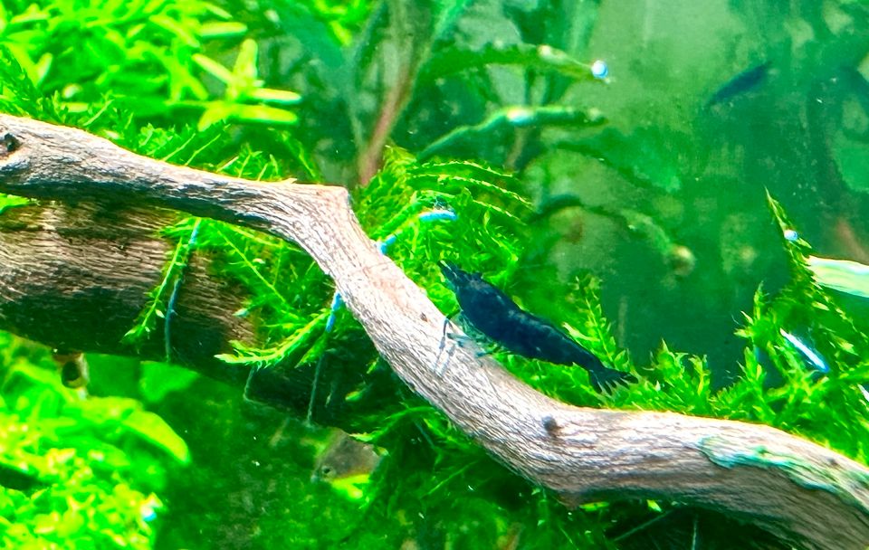 Blue Diamond Garnele Neocaridina davidi Aquarium Aquascaping in Frechen