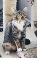 Katze vermisst, verschwunden Bayern - Söchtenau Vorschau