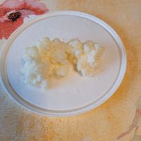 Kefir, Kefirknollen, Kefirpilz, Кефир Baden-Württemberg - Assamstadt Vorschau