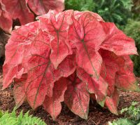 Caladium Buntwurz "Festivia" Knolle Nürnberg (Mittelfr) - Aussenstadt-Sued Vorschau