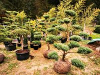 Wacholder Gartenbonsai Formgehölze Formschnitt Japangarten Niwaki Bayern - Bogen Niederbay Vorschau