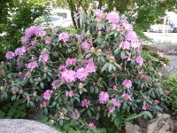 Rhododendron Bayern - Güntersleben Vorschau