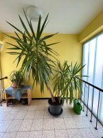 Riesen Yucca Palme über 2.20cm Baden-Württemberg - Pfullendorf Vorschau