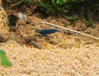 Blue Velvet Garnele 3,50€* Garnelen Aquarium blaue Zwerggarnelen Saarland - Püttlingen Vorschau