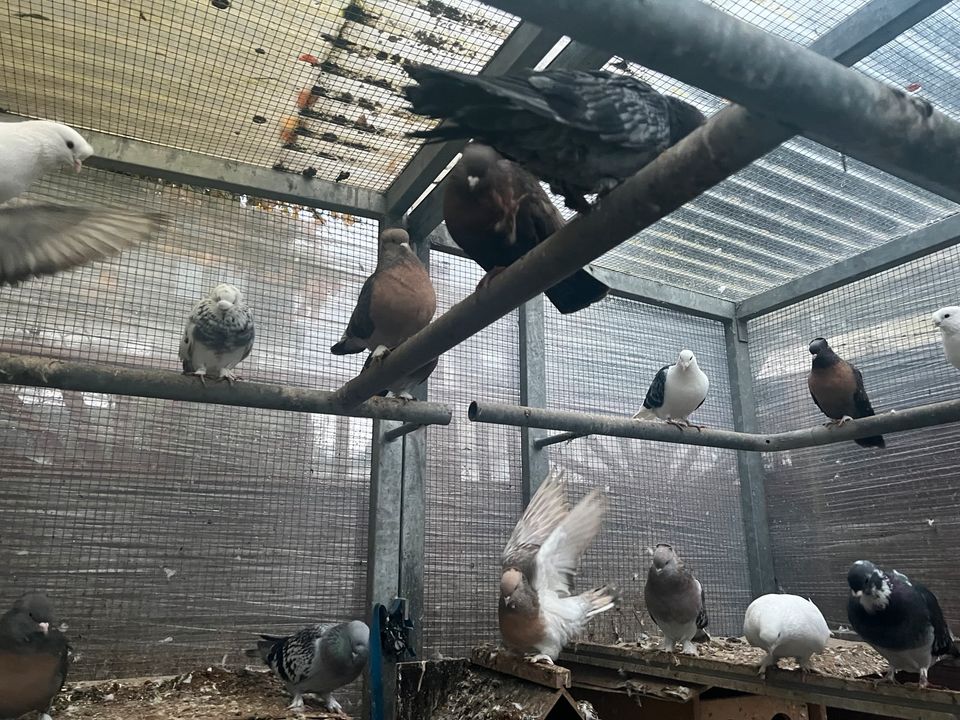 Tauben güvercin takla Miro Mardin Konya brieftaube in Arnsberg