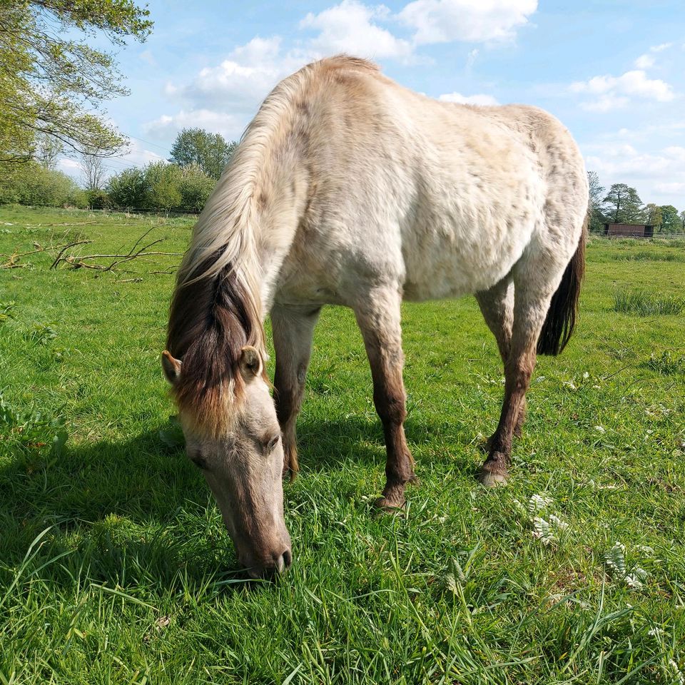 Pony sucht neues Zuhause in Wilster