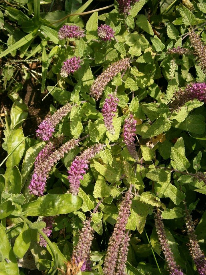 STAUDENSAMEN: KAUKASUS-GAMANDER - BLAUVIOLETTE  BLÜTENKERZEN in Lutherstadt Wittenberg