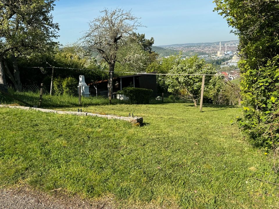 Gepflegte Obstwiese über Untertürkheim (Heidenwengert) in Stuttgart