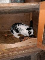 Kaninchen zu verkaufen Sachsen - Olbernhau Vorschau