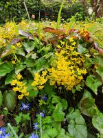 Elfenblume gelb Hessen - Groß-Umstadt Vorschau