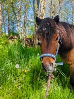 Hülsberg/ Bösel 1 Offenstall Platz frei Niedersachsen - Bösel Vorschau