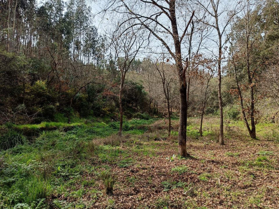 1.9Ha große Grundstück, Graça, Pedrogão Grande, Portugal in München