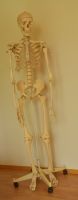 menschl. Anatomie-Skelett, lebensgroß, inkl. Ständer ca. 170 cm Baden-Württemberg - Kirchentellinsfurt Vorschau