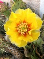 Winterharte Opuntia howeyi Bayern - Pfatter Vorschau