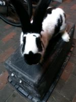 Kaninchen Riese Rammler zu verkaufen Niedersachsen - Aurich Vorschau