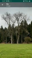 Pappelbäume ,Pappelholz Bayern - Woringen Vorschau