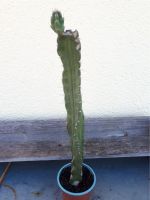 Kaktus, Säulenkaktus, Zimmerpflanze Rheinland-Pfalz - Greimerath (Eifel) Vorschau