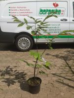 Esskastanie Marone Castanea sativa Strauch 100-150cm gross Nordrhein-Westfalen - Simmerath Vorschau