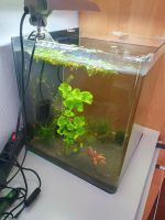 Nano Cube Aquarium mit Pflanzen und blauen Garnelen Baden-Württemberg - Leonberg Vorschau