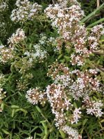 Sedum Fetthenne Bodendecker winterhart Aachen - Aachen-Laurensberg Vorschau