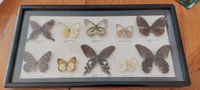 Schmetterlinge in einem Schaukasten - 10 Stück Niedersachsen - Eschershausen Vorschau