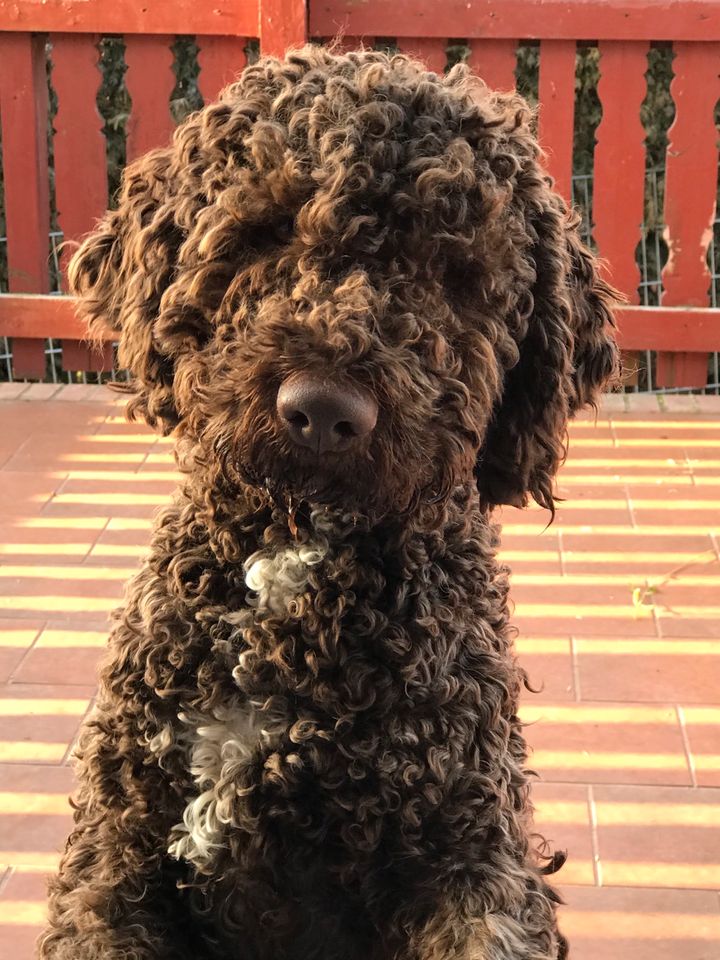 Lagotto Romagnolo/italienischer Wasserhund/Trüffelsuchhund in Bad Frankenhausen/Kyffhäuser