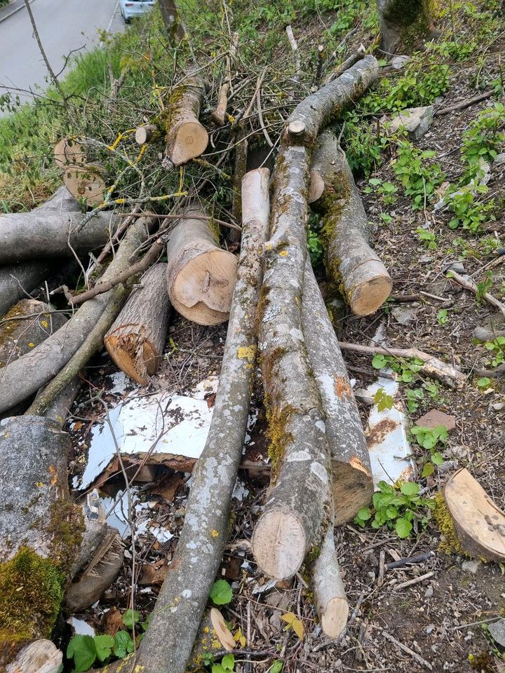 Hartholz, Brennholz oder sonstig nutzbar,  siehe Bilder. in Horb am Neckar