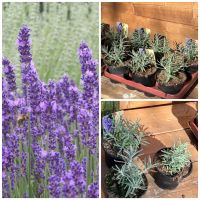 Lavendel ‚Dunkle Hidcote‘, Staude, Stück 2,90 Euro Niedersachsen - Osteel Vorschau