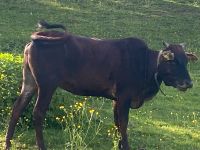 Zwerg-Zebu weiblich zu verkaufen Baden-Württemberg - Calw Vorschau