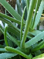 Aloe Vera Pflanzen diverse Größen sehr schöner Baden-Württemberg - Rastatt Vorschau